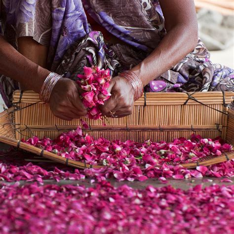 ORGANIC INDIA Tulsi Sweet Rose Tea – Dancing Leaf