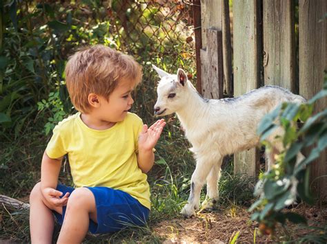 Top 163 What Animals Are In A Petting Zoo