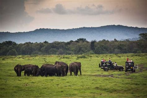 Von Hikkaduwa Aus Udawalawe National Park Safari Tour GetYourGuide