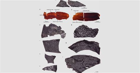 Scientists Discover 289 Million Years Old Fossilized Skin