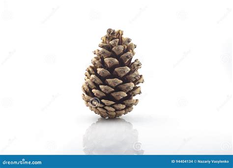 Pine Cone Isolated On White Background Stock Photo Image Of Winter