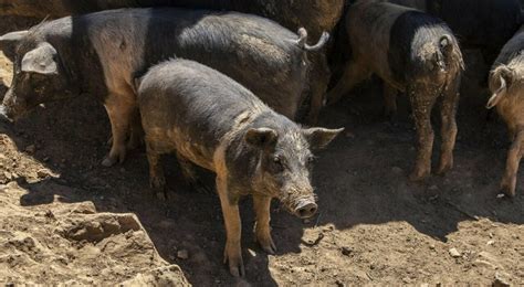 Primo Caso Di Peste Suina Africana In Toscana Gazzetta Di Siena