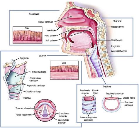 Airway Management Oxygenation And Ventilation Thoracic Key