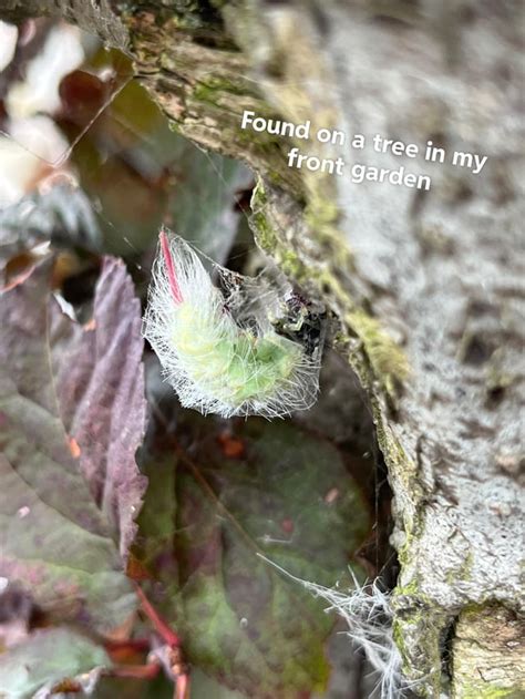 Moth and larvae identification : r/whatsthisbug