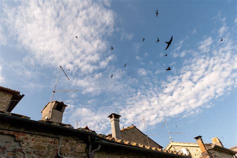 How to Prevent Chimney Swifts - Varment Guard Wildlife Services