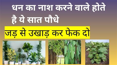 Ghar Me Konse Ped Nahi Lagane Chahiye Which Tree Is Bad For House