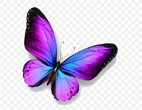 Butterfly Royalty Free Stock Photography PNG 700x636px Butterfly