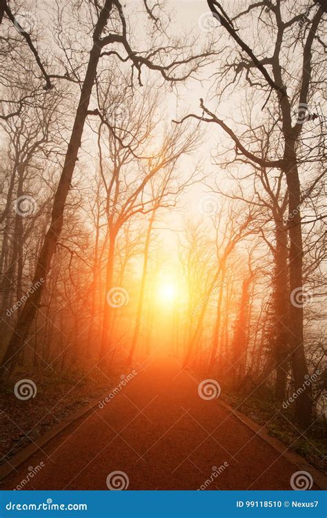 Naked Trees And Sunset Stock Photo Image Of Mystery 99118510
