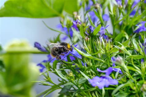 Bienenfreundliche Balkonblumen So Grummelt Keiner Hummel Mehr Der