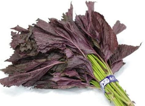 Gram Aka Shiso Japanese Red Perilla Herb Seeds Aka Etsy