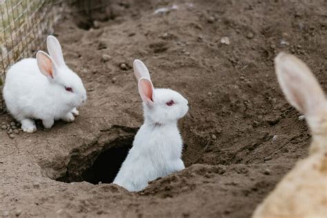 Out Of The Rabbit Hole New Research Shows People Can Change Their