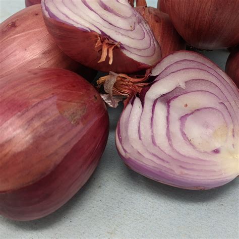 Rossa Di Milano Onion Organic Seeds Hudson Valley Seed Company