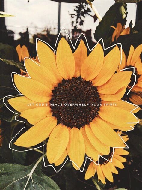 Aesthetic Sunflower Wallpapers Wallpaper Cave