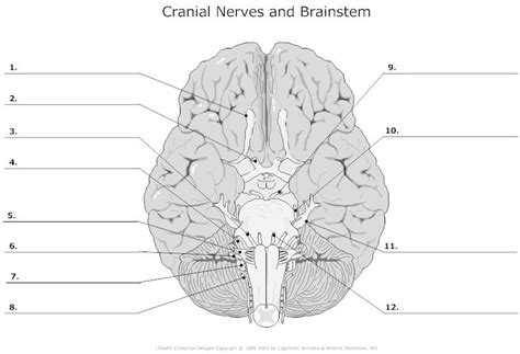 Cranial Nerves Worksheet Worksheet