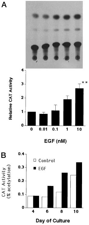 Egf Promotes Hcg Gene Transcription A Dose Dependent Effect Of Egf On