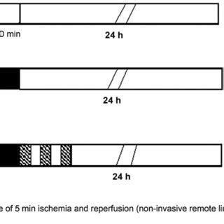 Illustration of the experimental protocol. The sham-operated (sham ...