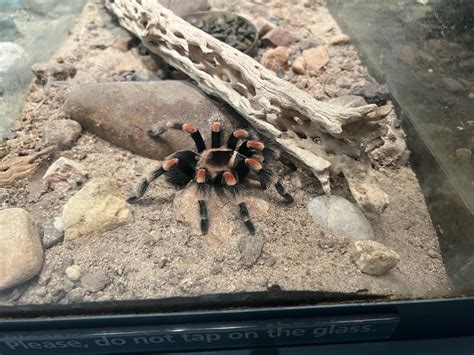 Smithsonian Natural History Museum Tarantulas Rtarantulas