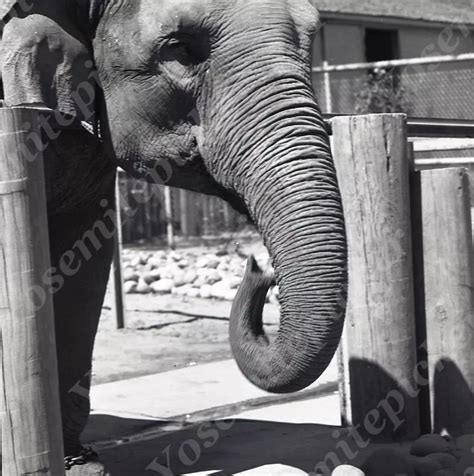 Elephant Eating Peanuts