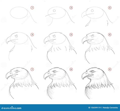 How To Draw An Eagle Step By Step