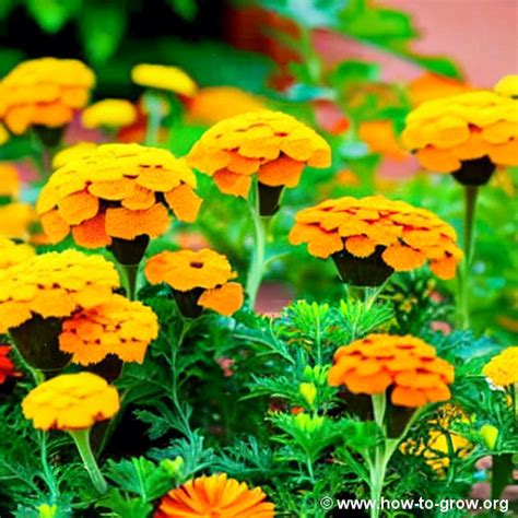 The Ultimate Guide On How To Grow African Marigolds Tips From Expert Gardeners