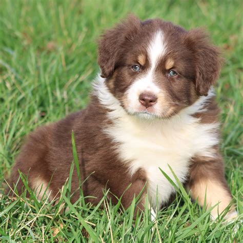 types  puppies breeds   survey identifies  main dog personality