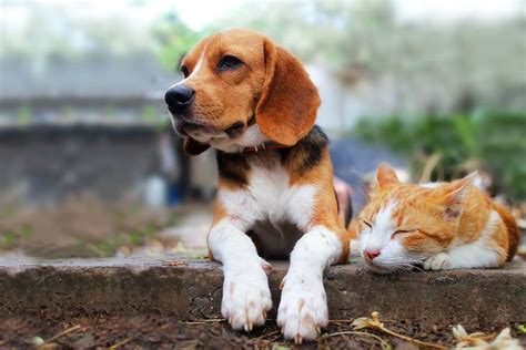 Que Razas De Perros Se Llevan Bien Con Los Gatos