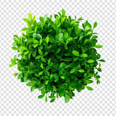 Planta De Arbusto Verde Con Fondo Transparente PSD Premium Generado