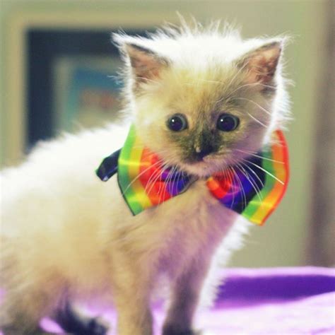 14 Kittens In Bow Ties Iz There Anything Cuter