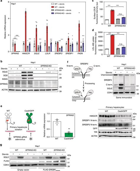 Ablation Of SPRING Reduces SREBP Signaling In Cell Lines And Primary