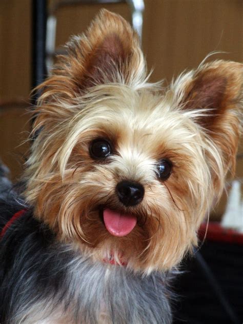 How much does a Yorkie and Teacup Yorkies Cost? - YorkiePassion.com