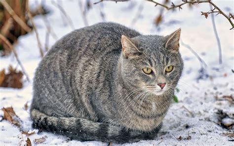 Wallpaper Snow Winter Wildlife Whiskers Wild Cat Bobcat Fluffy