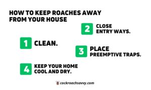 What Causes Roaches? [6 Reasons and How to Keep Them Away]