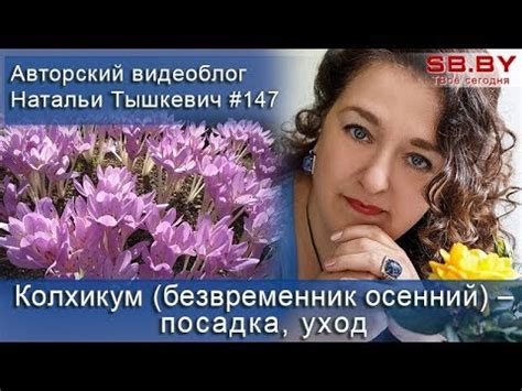 Колхикум (безвременник осенний) – посадка, уход - YouTube