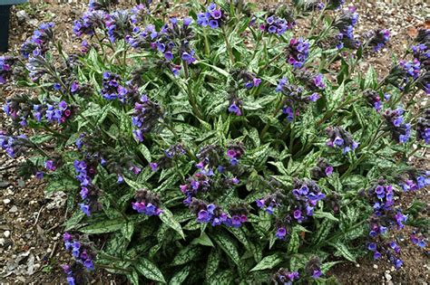 Сад Флоранс - Декоративные - Медуница