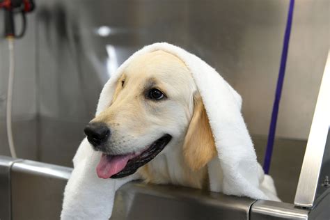 How To Get Rid Of Dog Fleas In The Carpet