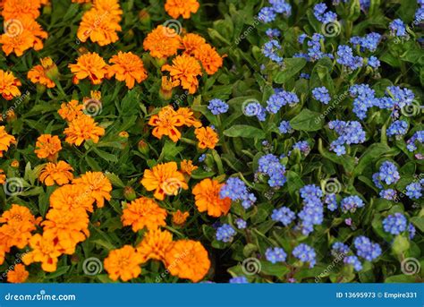 Orange And Blue Flowers Stock Photos - Image: 13695973