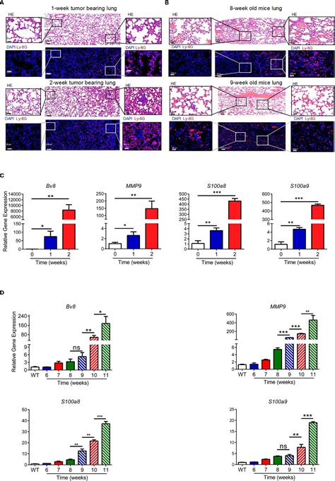 Frontiers Cd Ldim Neutrophils Specifically Migrate To The Lung And