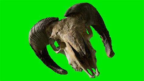 green screen skull stock video footage