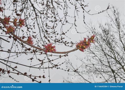 Acer saccharinum flowers stock photo. Image of branches - 116645584