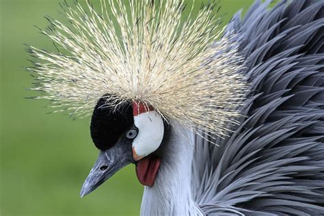 Free picture: animal, bird, colourful, feathers