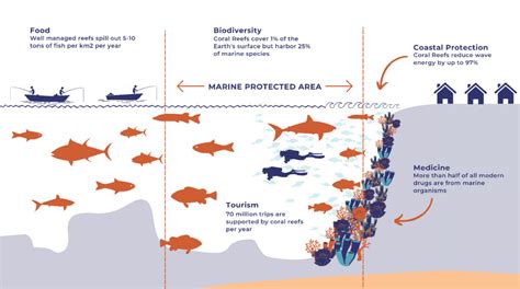 Why Coral Reef Ecosystem Are Important Turneffe Atoll Marine Reserve