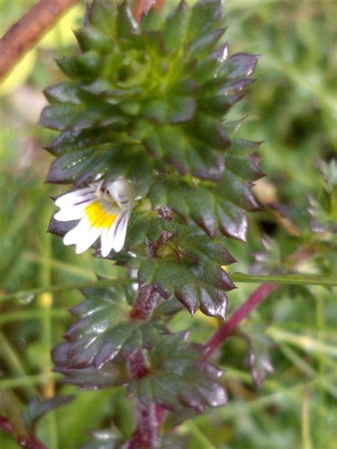 Euphrasia