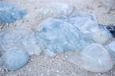 Enormes Medusas En Una Playa De Arena Invasi N De Medusas Vista