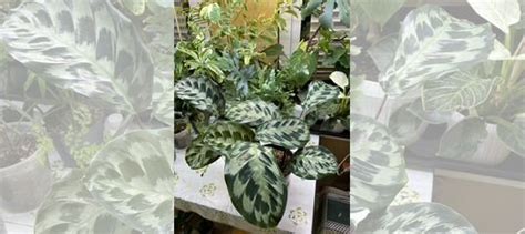 Калатеи купить в Санкт-Петербурге | Товары для дома и дачи | Авито