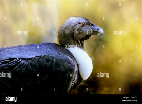 Andean Condor (Vulture Gryphus Stock Photo - Alamy