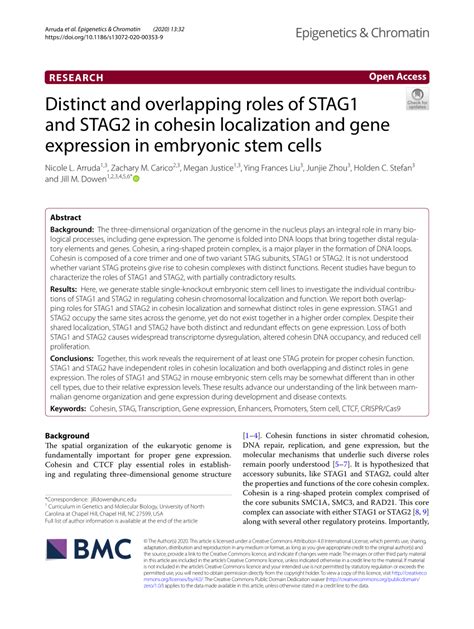 Pdf Distinct And Overlapping Roles Of Stag And Stag In Cohesin