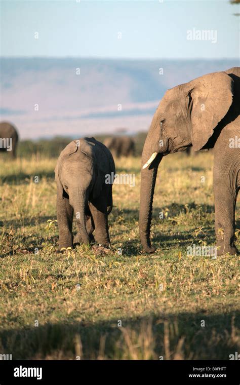 A Baby Elephant And Mother At Sunrise In The Masai Mara Kenya East