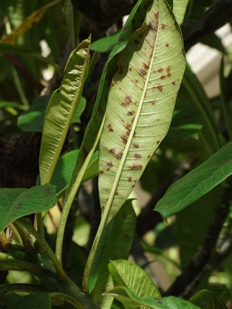 Plumeria Powdery Mildew Scot Nelson Flickr