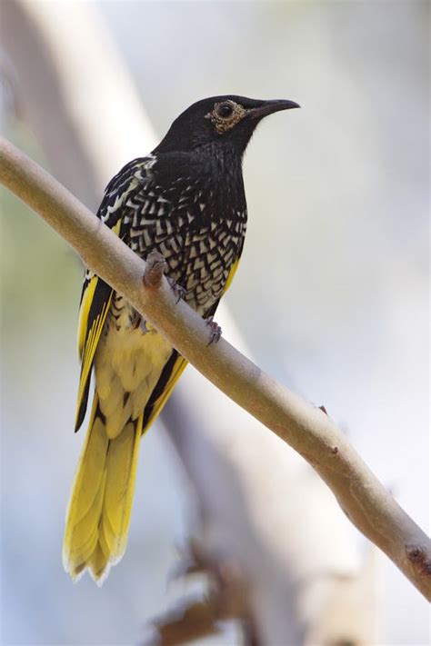 List of critically endangered Australian birds swells