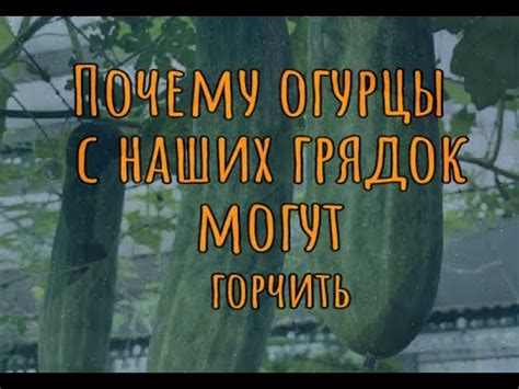 Почему огурцы с наших грядок могут горчить - YouTube